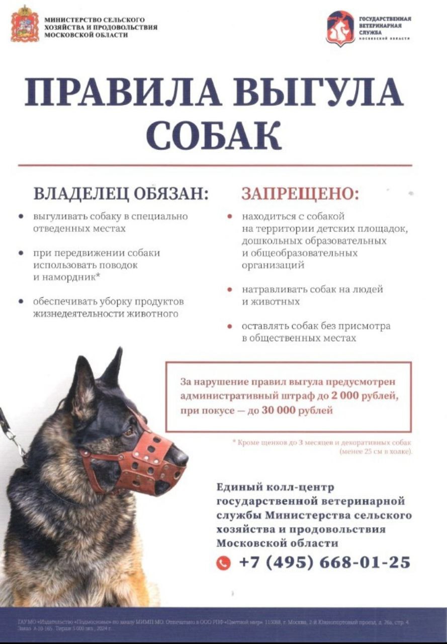 Правила выгула собак