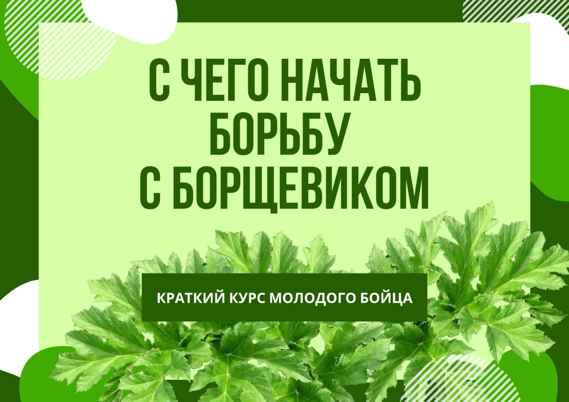 Всё про борщевик Всё про борщевик